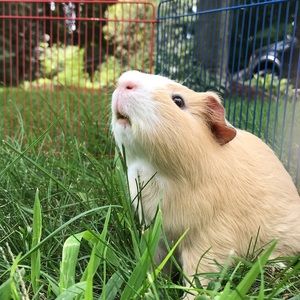 Meet your Posher, Annabelle